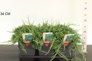 Henye boróka JUNIPERUS HORIZONTALIS WILTONII 25/30 K2,5