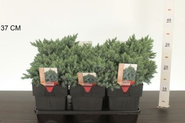 Himalájai törpe boróka JUNIPERUS SQUAMATA BLUE STAR 30CM K2,5