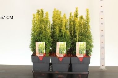 Arany oszlopos tiszafa  TAXUS BACCATA DAVID 25CM K2,5