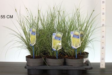Örökzöld sás  CAREX BRUNNEA VARIEGATA 25/30 CS17