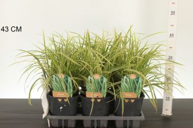 Tarka sás  CAREX MORROWII VANILLA ICE 30/40 K2