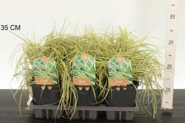 Madárlábú sás  CAREX OSHIMENSIS EVERGOLD 25/30 K2
