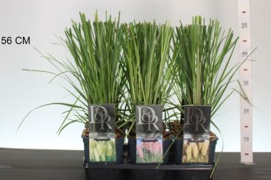 Pampafű  CORTADERIA FAJTÁK K2