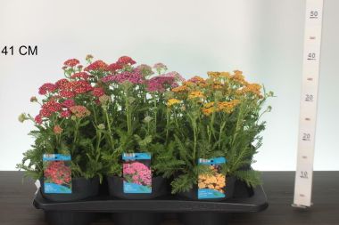 Közönséges cickafark  ACHILLEA MILLEFOLIUM CS17