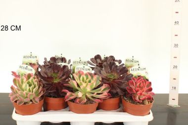 Fás kövirózsa   AEONIUM ISLA MYSTICA 20/+ CS13