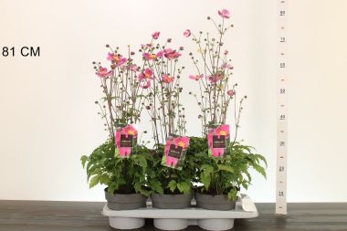 Szellőrózsa   ANEMONE HUPEHENSIS EMMY DEAP ROSE K2