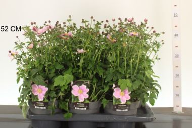 Szellőrózsa   ANEMONE HUPEHENSIS EMMY PINK BLUSH CS17