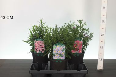 őszirózsa  ASTER FAJTÁK K2