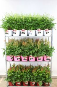 TOLLBUGA  ASTILBE FAJTÁK CS23