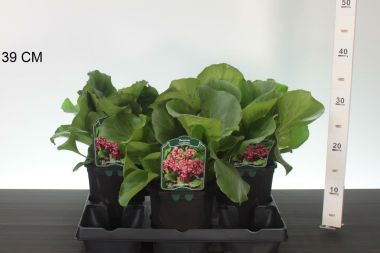 Bőrlevél  BERGENIA CORDIFOLIA K2