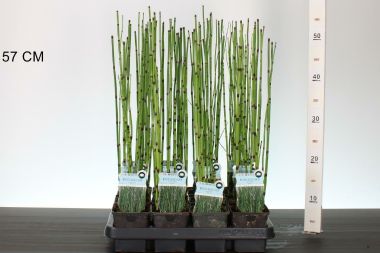 Téli zsurló  EQUISETUM HYEMALE ROBUSTUM CS9