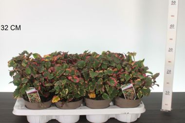 Kaméleonvirág  HOUTTUYNIA CORDATA CHAMELEON CS13