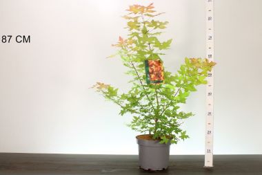 Japán juhar    ACER TRUNCATUM VULCANO 40/50 K4