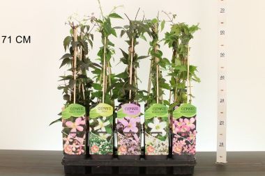 Hegyi iszalag    CLEMATIS MONTANA FAJTÁK 60CM K2