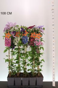 Iszalag      CLEMATIS FAJTÁK 90CM K2