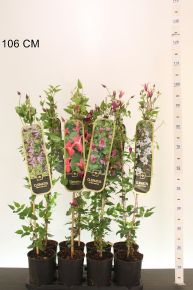 Iszalag      CLEMATIS TEXENSIS PRINCESS FAJTÁK 90CM K2