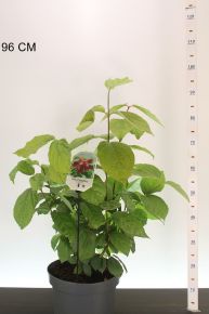 Illatos fűszercserje  CALYCANTHUS HARTLAGE WINE 60/70 K10