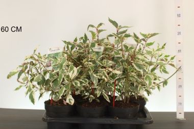 Fehér som   CORNUS ALBA SIBIRICA VARIEGATA 25/30 K2