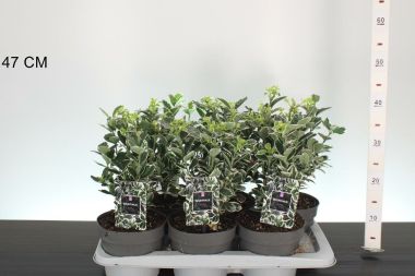 Japán kecskerágó   EUONYMUS JAPONICUS KATHY 25/30 K2