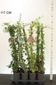 Közönséges borostyán   HEDERA FAJTÁK 80/100 K2