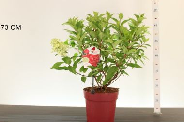 Bugás hortenzia    HYDRANGEA PANICULATA BLOODY MARIE 50/60 K6