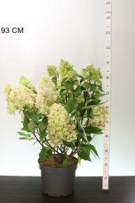 Bugás hortenzia   HYDRANGEA PANICULATA BLOODY MARIE 60/80 K10