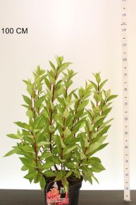 Bugás hortenzia  HYDRANGEA PANICULATA PINKY WINKY 110/120 K10