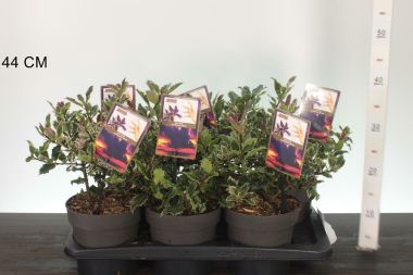 Nagylevelű magyal  ILEX AQUIFOLIUM INGRAMII 20/30 CS17