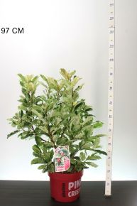 Örökzöld korallberkenye   PHOTINIA FRASERI PINK CRISPY 50/70 K10