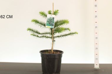 Chilei fenyő    ARAUCARIA ARAUCANA 30/35 K4
