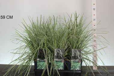 Madárlábú sás CAREX OSHIMENSIS EVEREST K2