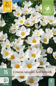 Krókusz VIRÁGHAGYMA CROCUS ARD SCHENK 15DB/CSOMAG JUB 307600