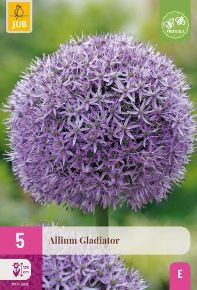 Díszhagyma VIRÁGHAGYMA ALLIUM GLADIATOR 5DB/CSOMAG JUB 323500