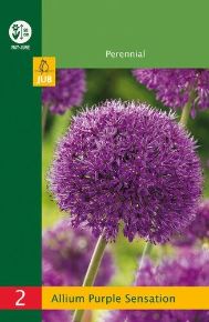 Díszhagyma VIRÁGHAGYMA ALLIUM PURPLE SENSATION 2DB/CSOMAG JUB 350850