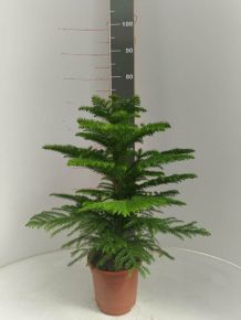 Szobafenyő ARAUCARIA HAWAII 60/70 K3