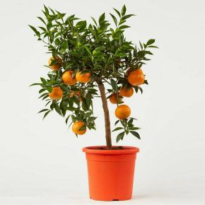 Mandarin   CITRUS MANDARINO T1/4 65CM K5 (NARANCSSÁRGA SZÖGLETES CSERÉP)