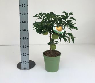 Grapefruit piros húsú CITRUS POMPELMO ROSSO T1/4 70/80CM K5 (NARANCSSÁRGA CSERÉP)