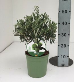 OLEA EUROPAEA BOKOR  45/50 K4
