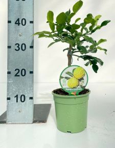 Kaffir limeCITRUS HYSTRIX MINI TÖRZS K1,5