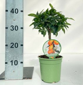 KoktélnarancsCITRUS KUMQUAT MINI TÖRZS K1,5