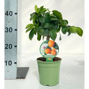 Lime citrom CITRUS LIMA RED MINI TÖRZS K1,5