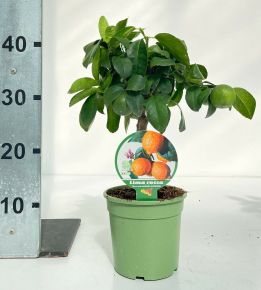 Citrom   CITRUS LIMONE RED MINI TÖRZS K1,5