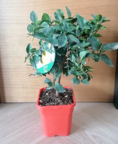 Citrom   CITRUS YUZU T1/4 65CM K5 ( SZÖGLETES CSERÉP)