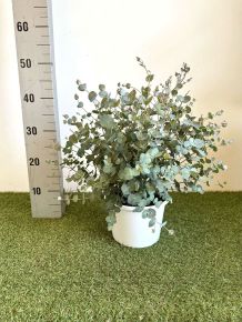 Havasi eukaliptusz  EUCALYPTUS GUNNII BOKOR K3
