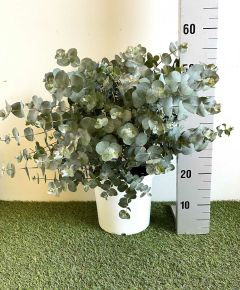 Havasi eukaliptusz EUCALYPTUS CINEREA SILVER DOLLAR K4