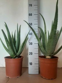 ALOE VERA K3