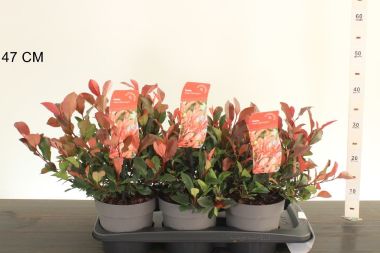 Örökzöld korallberkenye  PHOTINIA FRASERI LITTLE FENNA 25/30 K2