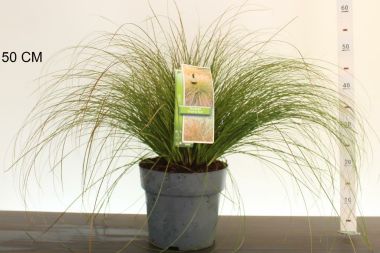 Narancsos sás  CAREX TESTACEA PRAIRIE FIRE 40/50 K6,5