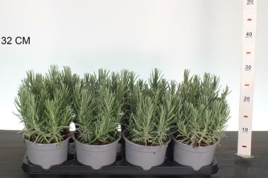 Levendula   LAVANDULA ANGUSTIFOLIA HIDCOTE K1,5