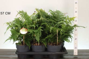  Erdei pajzsika  DRYOPTERIS ERYTHROSORA PROLIFITA 15/20 CS17